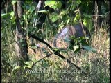 Sambar Deer feeding in Panna National Park