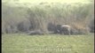 Kaziranga National Park - archival footage of grasslands and wetlands