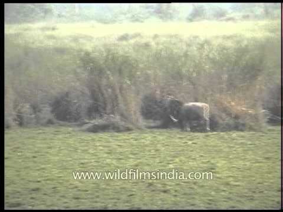 Kaziranga National Park - archival footage of grasslands and wetlands