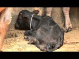 Fattened cows of a dairy farm in Delhi