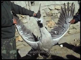 Rare Black-necked Crane killed by village children, with a catapult