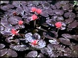Lotus - The national flower of the Republic of India : 1940 archival footage