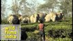 Herd of wild elephants threaten tea garden in Assam, India