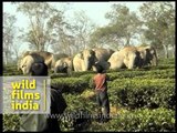 Herd of wild elephants threaten tea garden in Assam, India