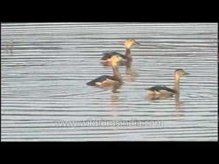 Lesser Whistling Teal in Assam's Kaziranga