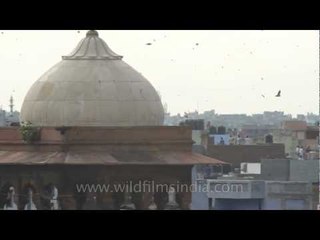 Kites fly high with the spirit of freedom in India!