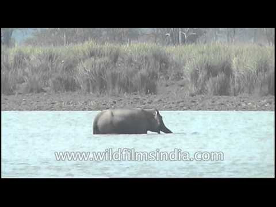Elephants enjoying water to radiate heat, Kaziranga