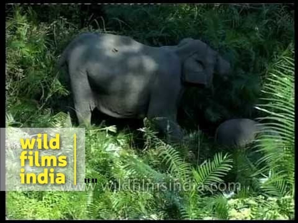 Baby elephant breast feeding from mother