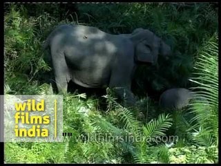 Baby elephant breast feeding from mother