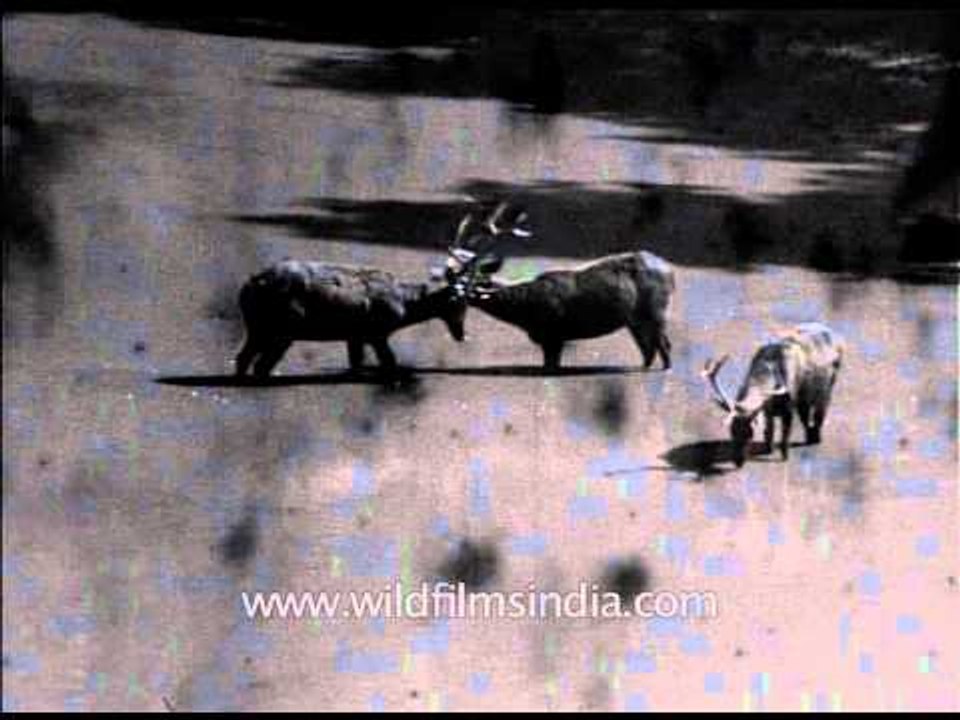 Archival footage of Barasingha and Chital sparring and grazing in India