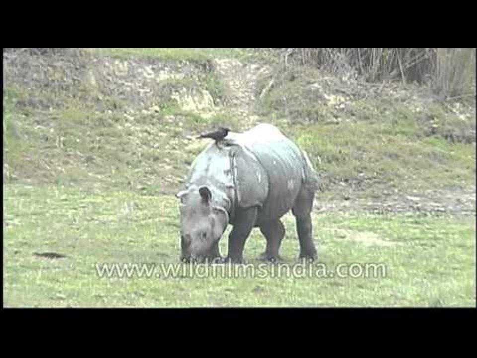 Bird feeding on a Rhino, Kaziranga