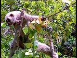 Slow Loris with eyes wide open, Kaziranga