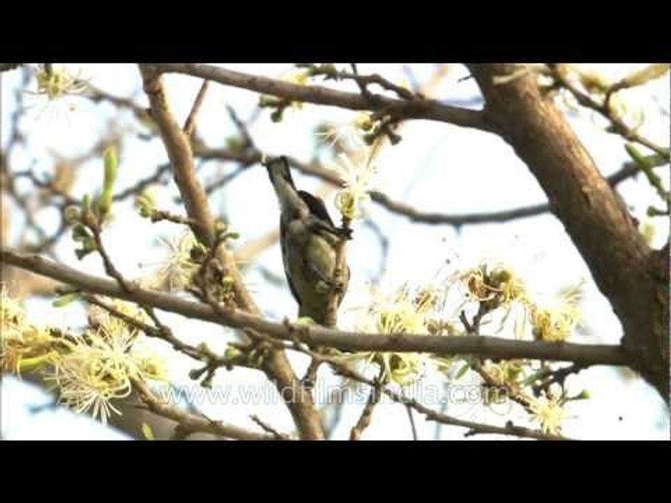 Female Purple Sunbird in the terai foothills