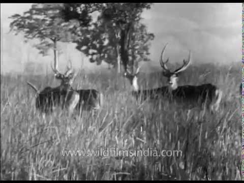 Chital deer from the archives: in abundance during olden times
