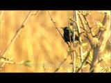 Male Purple Sunbird in full breeding plumage