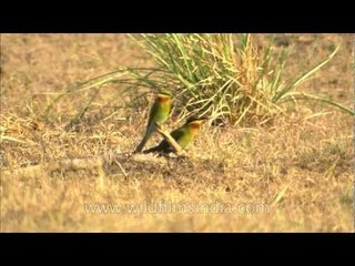 Blue-tailed Bee-eater (Merops philippinus) at Dhikala chaur