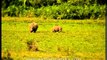 Grassland of Kaziranga with grazing Rhinos