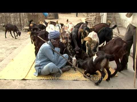 Local seller with his goats dealing on mobile at the Sonepur mela