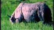 Chubby Asian one horned Rhino busy grazing grass