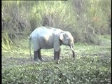 Elephant feeding on water hyacinth in Kaziranga National Park