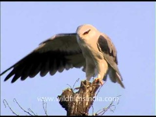 Black shouldered Kite (Elanus axillaris) monitoring its prey