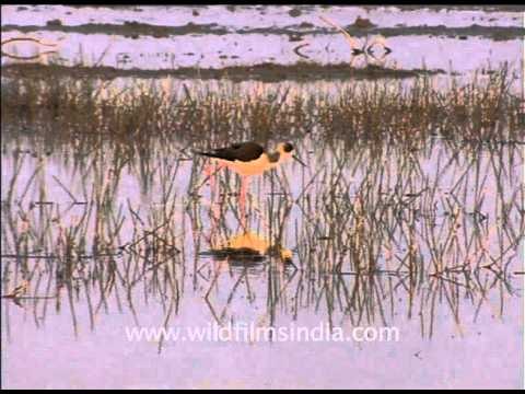 Group of Black-winged Stilt wandering through water