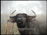Water buffalo of Kaziranga National Park