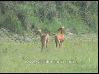 Pair of Soft ground Barasingha splashing through a boggy grassland in Assam