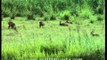 Barasingha grazing in Kaziranga grasslands