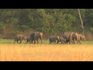 Corbett National Park : safe haven for the Elephants