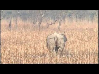 Taking a leak in the open: Rhino urinates in Assam