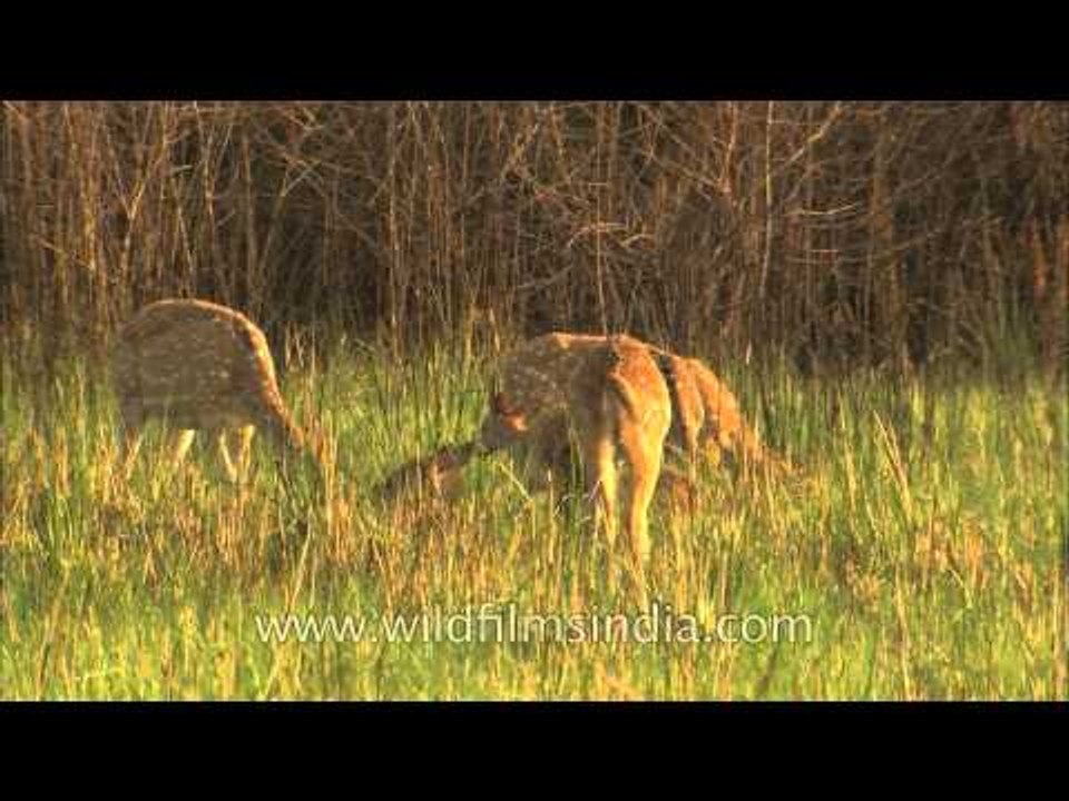 Chital or Spotted Deer in the oldest park national park : Corbett