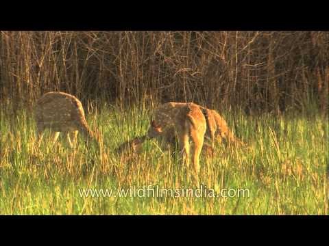 Chital or Spotted Deer in the oldest park national park : Corbett