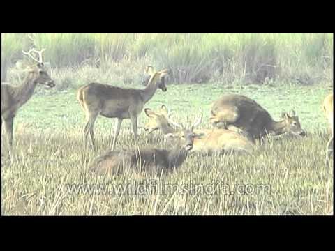 Barasingha grazing in greener pastures of Kaziranga