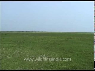 Lush green grassland of Kaziranga