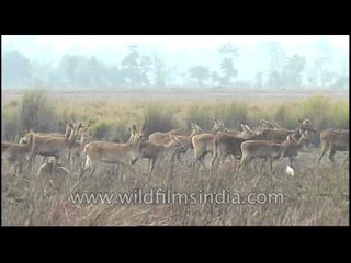 The Barasingha march - Kaziranga