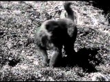 Macaque from the past: old Indian archival footage