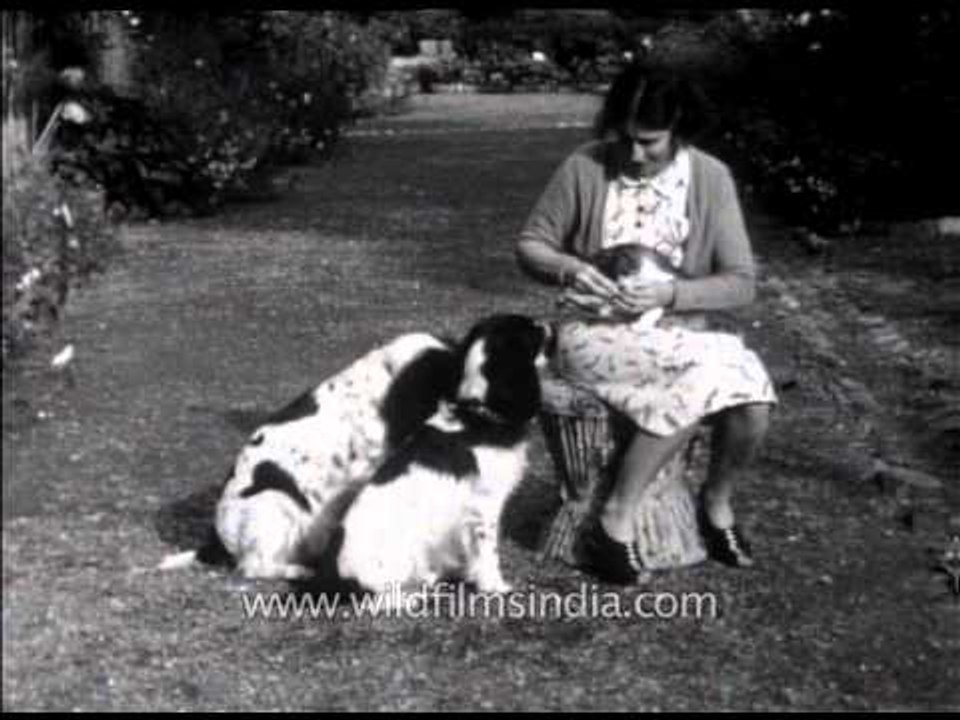 British lady feeding her Spaniels in the 1940's...