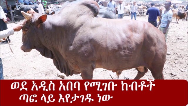 Ethiopia ወደ አዲስ አበባ የሚገቡ ከብቶች ጣፎ ላይ እየታገዱ ነው Addis Ababa