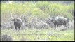 Wild water buffaloes of Kaziranga