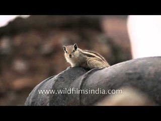 Cute squirrel staring right into your soul at Qutab Minar