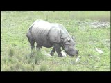 Birds flocking around rhinos, Kaziranga