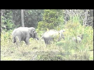 Elephants dust themselves to keep cool and insects away! Kaziranga!