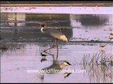 Sarus Crane walks through the wetlands...