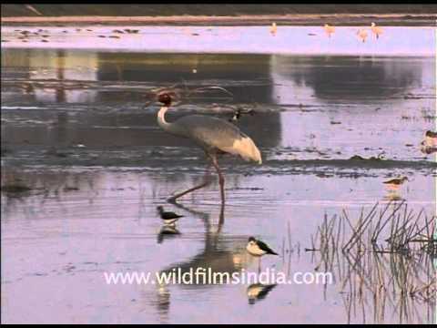 Sarus Crane walks through the wetlands...