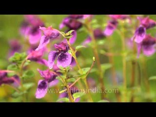 Glittering dew drops on Impatiens flowers on Kaas plateau, Satara
