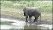 Water for elephants in Kaziranga - Coz they love to drink it!