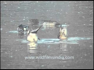 Covert of coots in Keoladeo Ghana National Park