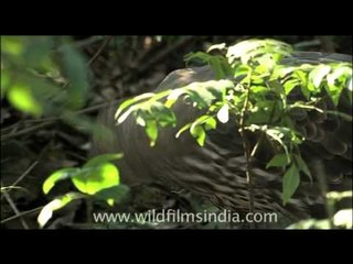 Changeable Hawk-Eagle or Crested Hawk-eagle - a powerful bird of prey
