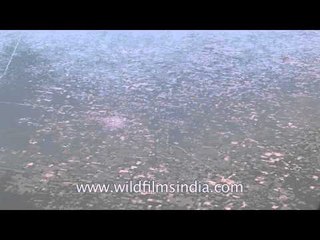 Flying into Bagdogra: densely populated West Bengal